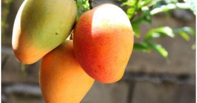 Mango, una deliciosa y excelente fruta que se da en suelo cubano.