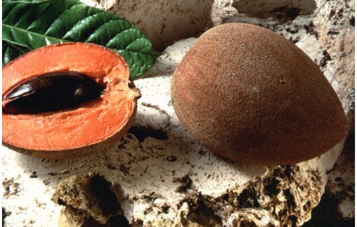 Conozca los beneficios del Zapote.