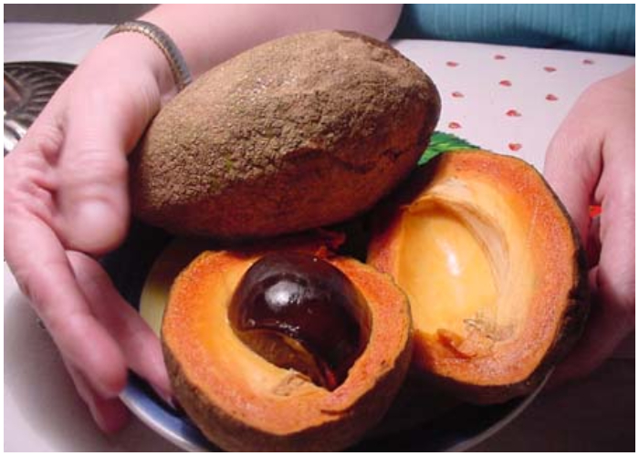 El Mamey es considerado un tipo de Zapote. 