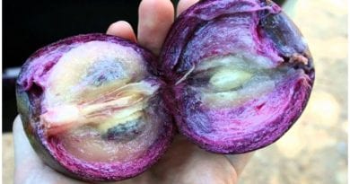 El caimito, deliciosa fruta tropical que crece en Cuba.