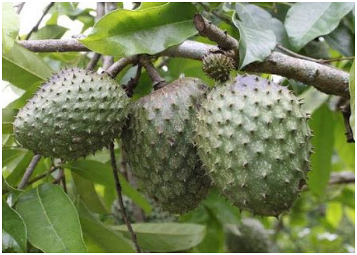 La guanábana, delicioso fruto de las regiones tropicales de América.