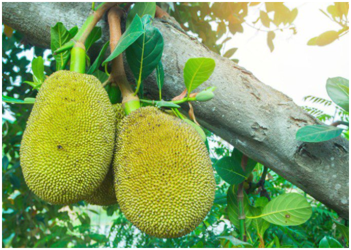 Conozca la fruta del pan.