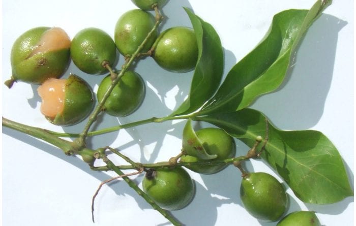 Frutas Cubanas: El Mamoncillo