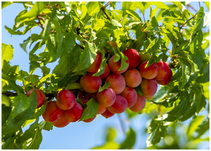 La ciruela es una fruta que ayuda a mejorar la salud visual.