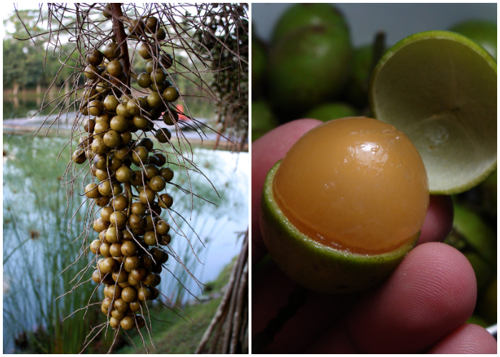 Mamoncillo, delicioso fruto de los países tropicales de América.