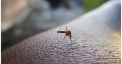 Dengue en Miami Dade - Foto