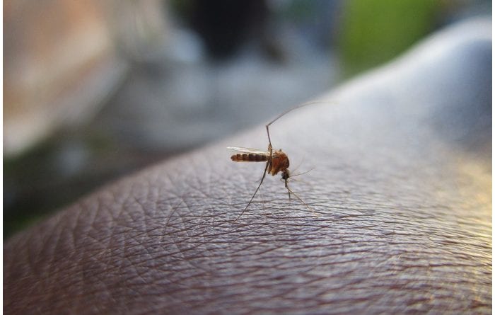 Dengue en Miami Dade - Foto