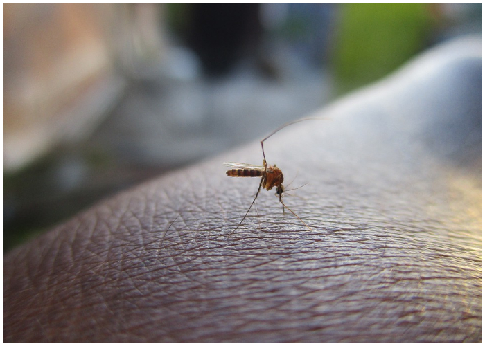 Dengue en Miami Dade - Foto