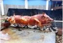 Lechon asado - FOTO