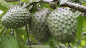 Frutas cubanas: Guanábana