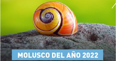 Caracol cubano Polymita picta