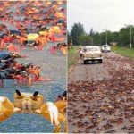 Peligro en carreteras cubanas por migración de cangrejos rojos