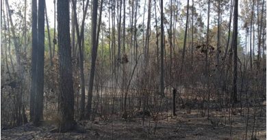 Incendio forestal Pinar del Rio