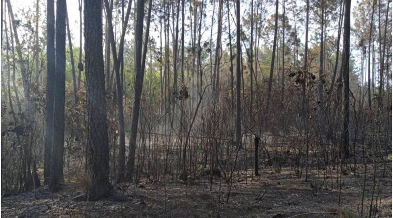 Incendio forestal Pinar del Rio