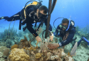 Cuba rescata sus arrecifes de coral con "guarderías"