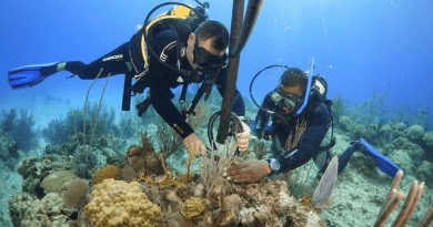 Cuba rescata sus arrecifes de coral con "guarderías"