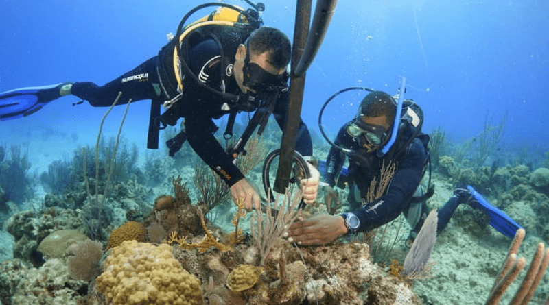 Cuba rescata sus arrecifes de coral con "guarderías"