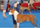 Exposicion Canina Internacional Cuba -