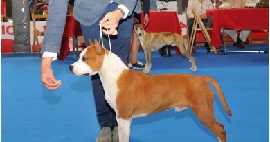 Exposicion Canina Internacional Cuba -