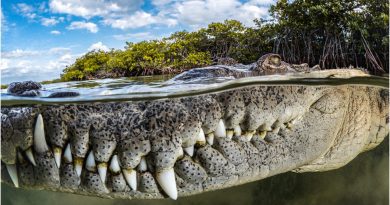 Foto cocodrilo Cuba