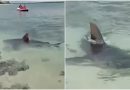 tiburones playa Camagüey