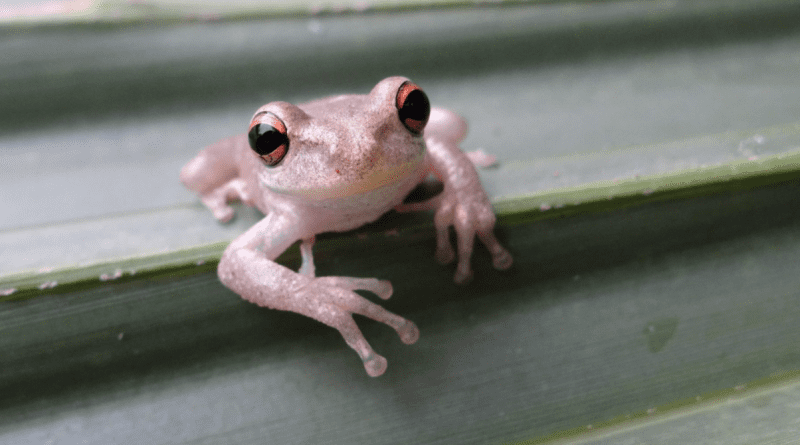 Rana invasora cubana invade la Florida por aumento del calor