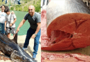 Pescadores de Matanzas capturan gigantesco pez espada de 400 libras