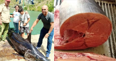 Pescadores de Matanzas capturan gigantesco pez espada de 400 libras