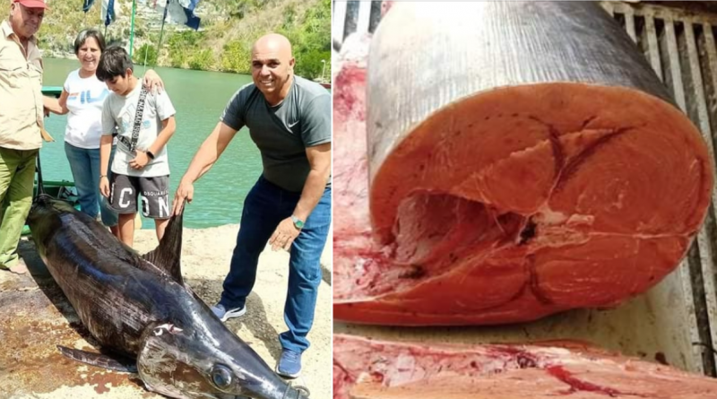 Pescadores de Matanzas capturan gigantesco pez espada de 400 libras