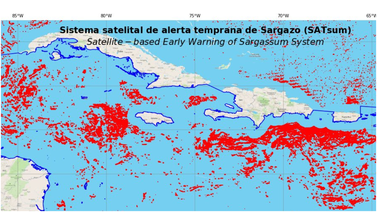 Sargassum Jamaica 2025 Cal Leanor