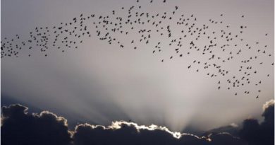 Aves migratorias en Cuba