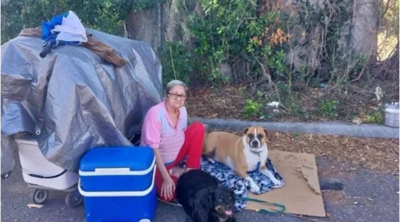 Ayuda abuela cubana tampa