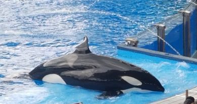 acuario Miami orca Lolita