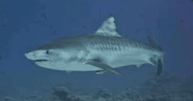 Reportan un ataque de tiburón en la provincia de Artemisa