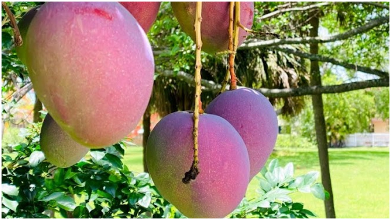 La cultura del mango, la fruta que causa sensación durante el verano en