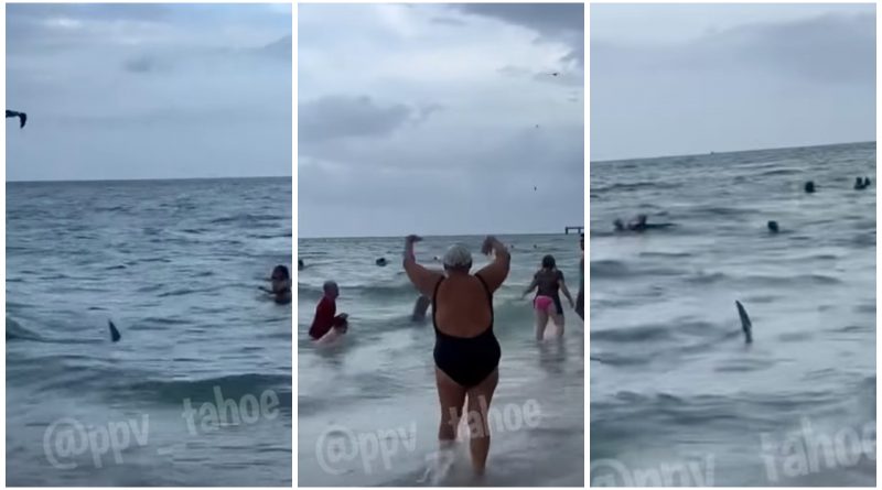 tiburon playa Miami Beach