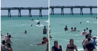 tiburon playa de Florida