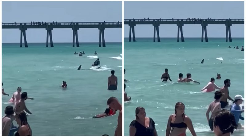 tiburon playa de Florida