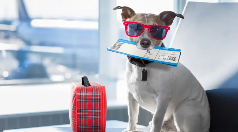 Viajar con mascotas a España desde Cuba:
