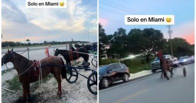 carrera caballos araña Miami