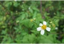 plantas medicinales de Cuba