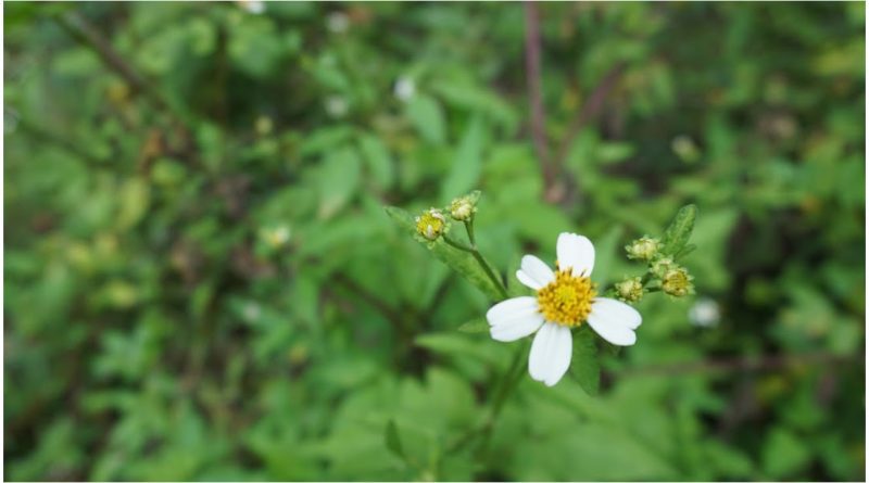 plantas medicinales de Cuba