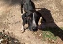 Mascotas abandonas a su suerte en Cuba: otra consecuencia de la migración