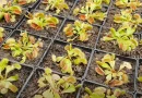 Plantas carnívoras de Cuba
