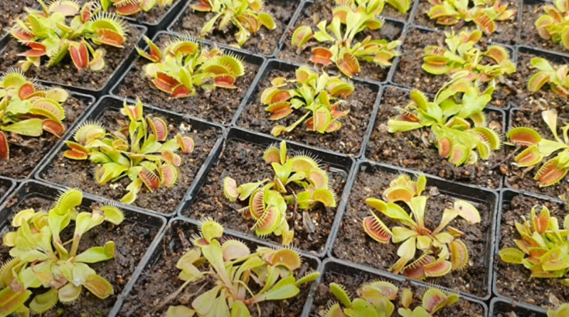 Plantas carnívoras de Cuba