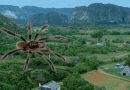 Tarántula gigante Trichopelma grande hallada en el Parque Nacional de Viñales, Cuba.