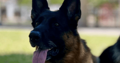 Pastor alemán cubana Skaye triunfa en competencia de IGP en Miami.