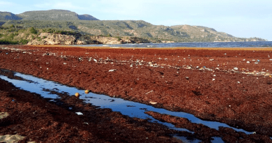 Sargazo en Guantánamo cubriendo la costa con alerta máxima