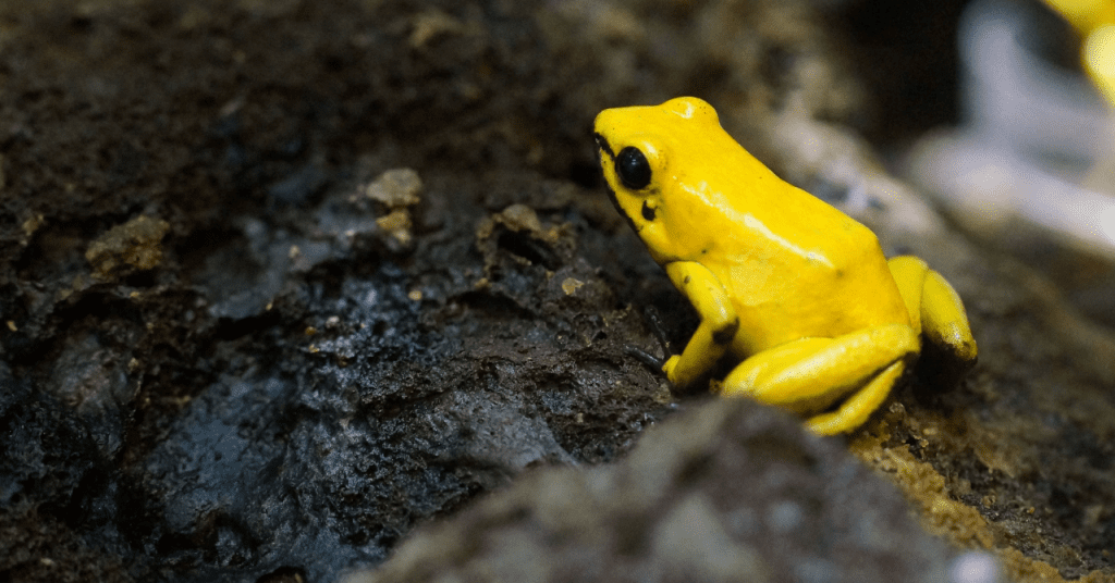 Riqueza y conservación de los anfibios cubanos