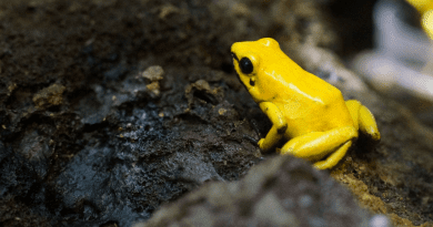 Riqueza y conservación de los anfibios cubanos